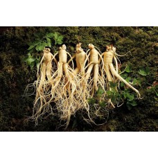 Женьшень: его состав и роль в организме Женьшень: его состав и роль в организме