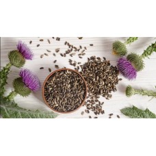 Расторопша: чем полезна и когда противопоказана Расторопша: чем полезна и когда противопоказана